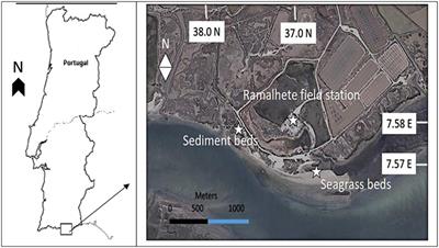 Short Term CO2 Enrichment Increases Carbon Sequestration of Air-Exposed Intertidal Communities of a Coastal Lagoon